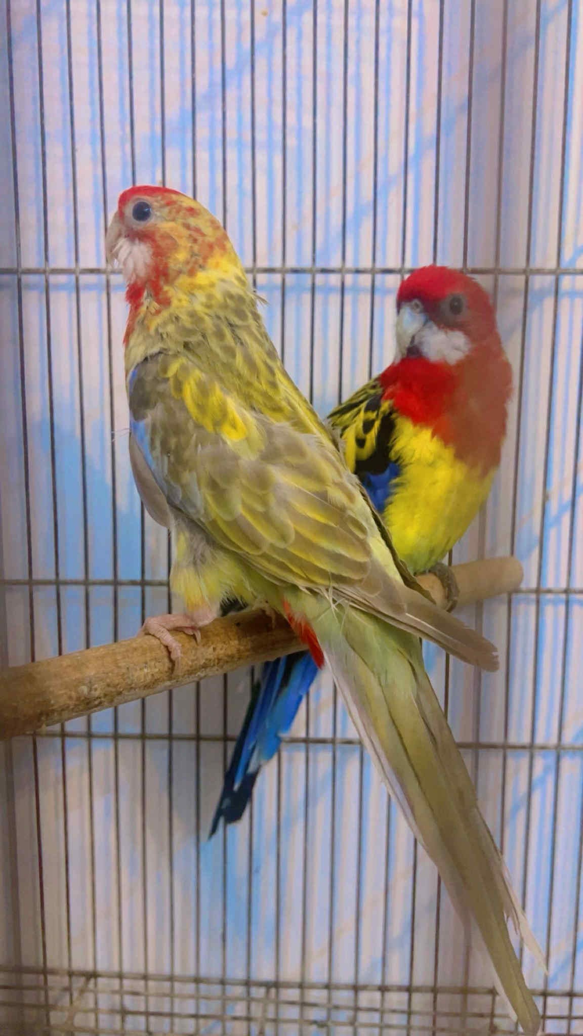 La Soukra Aeroport Tunis Carthage Oiseaux Autre Couple omnicolore