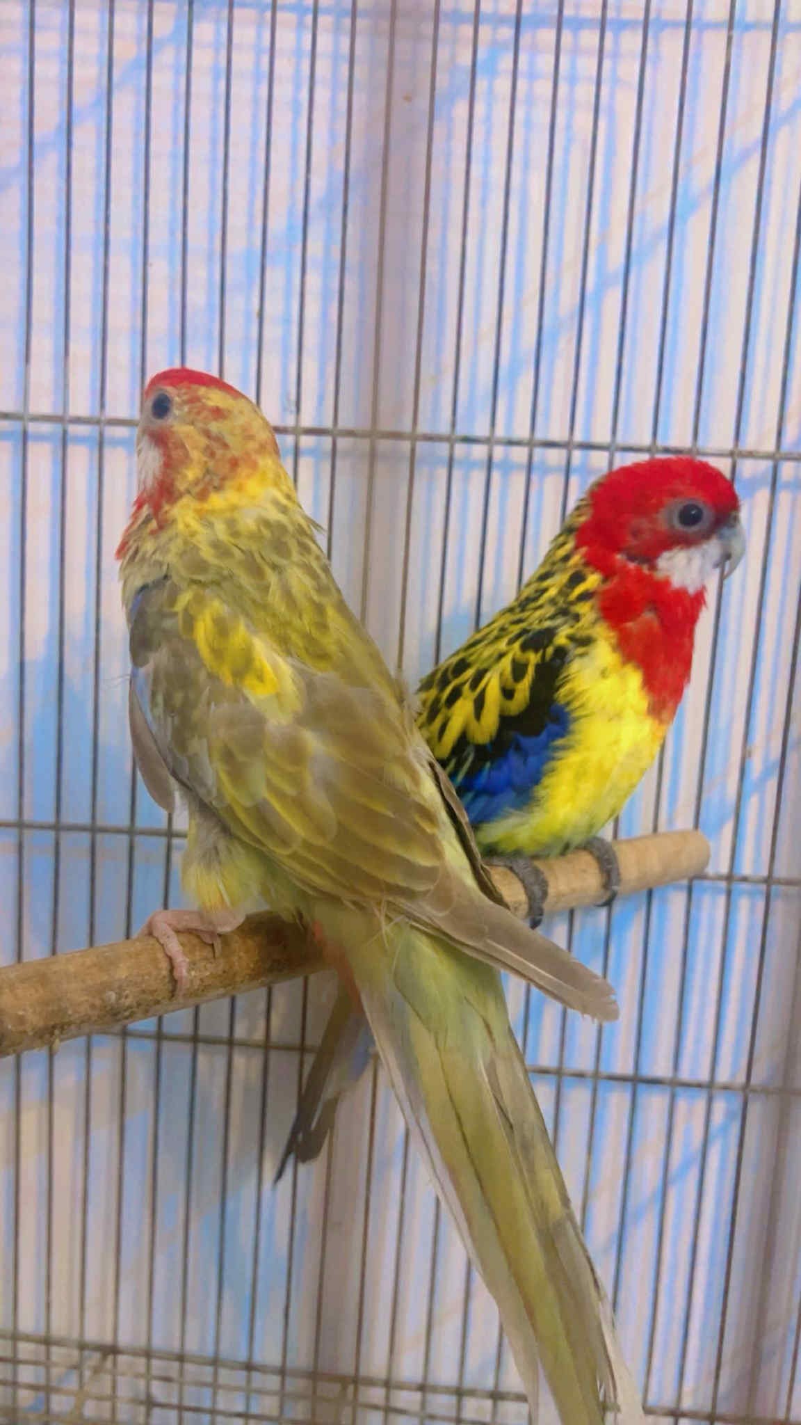 La Soukra Aeroport Tunis Carthage Oiseaux Autre Couple omnicolore