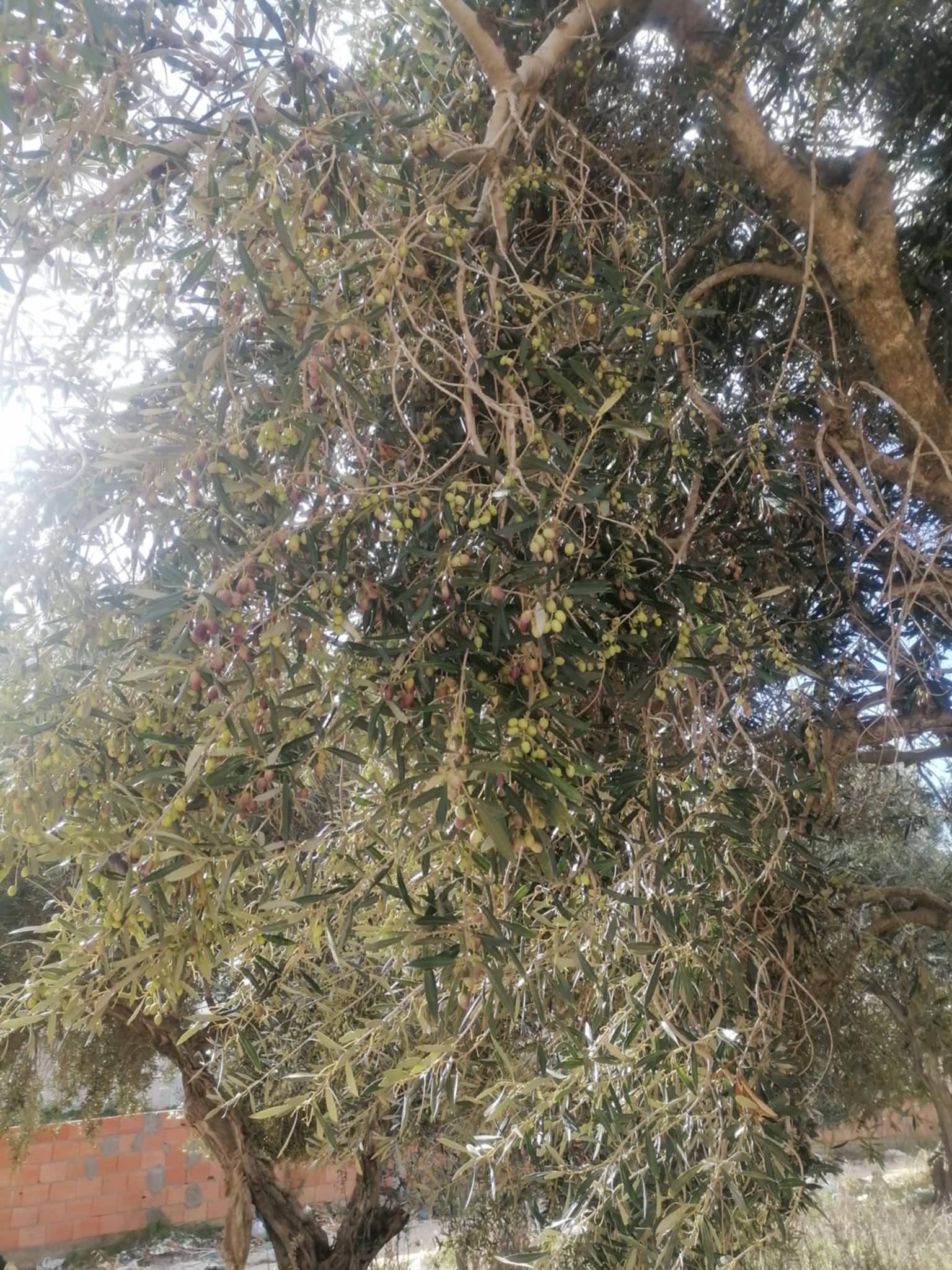 Kelibia Kelibia Terrain Terrain nu Terrain au centre ville