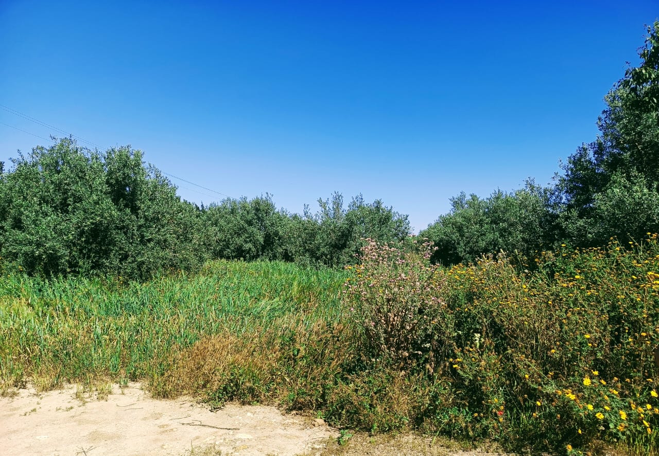 Mohamadia Mohamadia Terrain Terrain agricole 13 hectares mhamdia