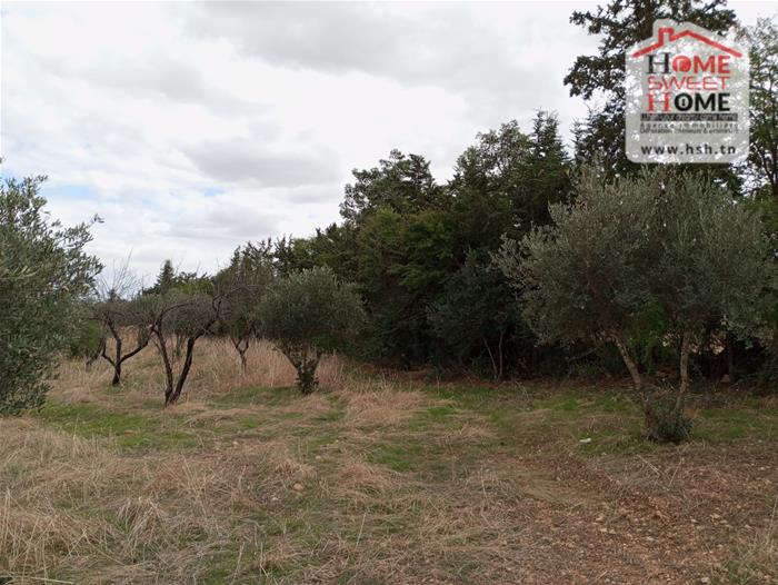 Mejez El Bab Mejez El Bab Vente Autre Terrain agricole amandine  mjez beb