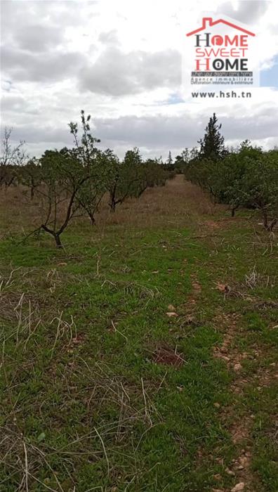 Mejez El Bab Mejez El Bab Vente Autre Terrain agricole amandine  mjez beb