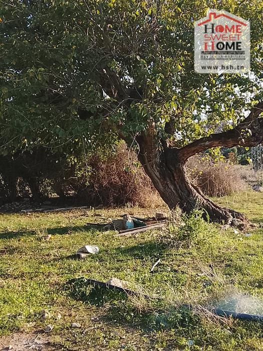 Soliman Korbous Terrain Terrain agricole Terrain agricole rochdi  korbous