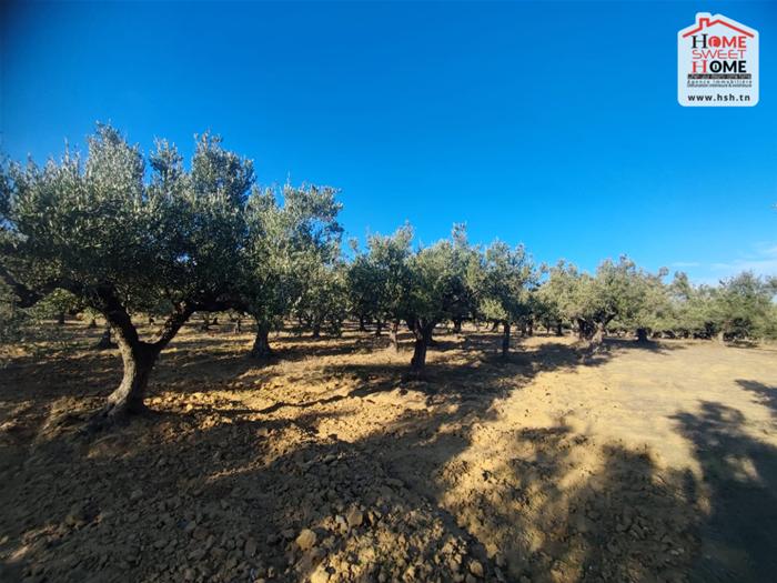 Kalaat Landlous Kalaat Landlous Terrain Terrain agricole Terrain agricole  olea  kalet el andalous