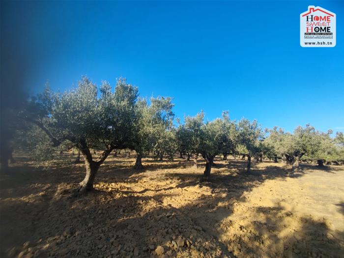 Kalaat Landlous Kalaat Landlous Terrain Terrain agricole Terrain agricole  olea  kalet el andalous