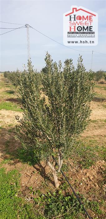 Mejez El Bab Mejez El Bab Terrain Terrain agricole Terrain agricole sarina  mjez beb