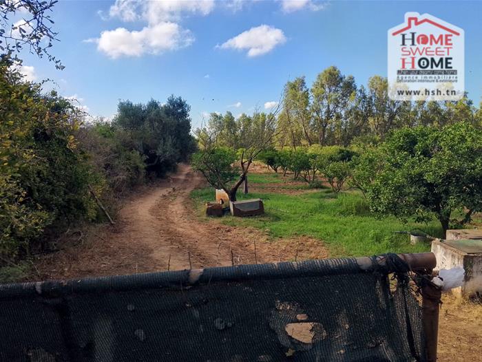 Nabeul Nabeul Terrain Terrain agricole Terrain agricole rahaf  nabeul