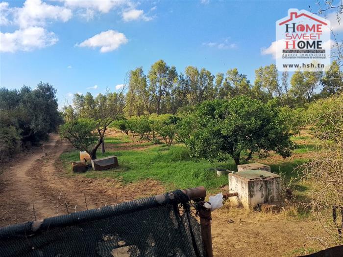 Nabeul Nabeul Terrain Terrain agricole Terrain agricole rahaf  nabeul