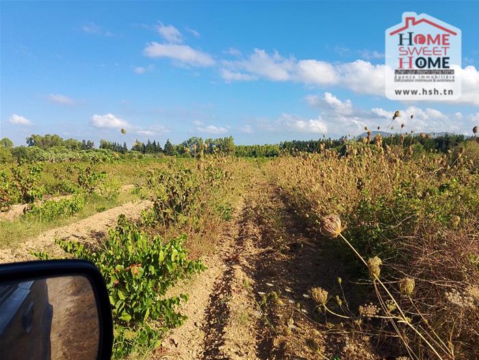 Nabeul Nabeul Terrain Terrain agricole Terrain agricole rahaf  nabeul