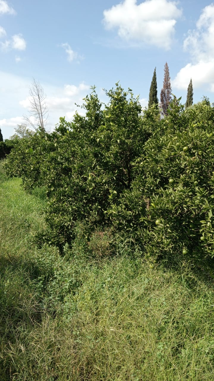 Menzel Bouzelfa Menzel Bouzelfa Terrain Terrain agricole Ferme prsidentielle