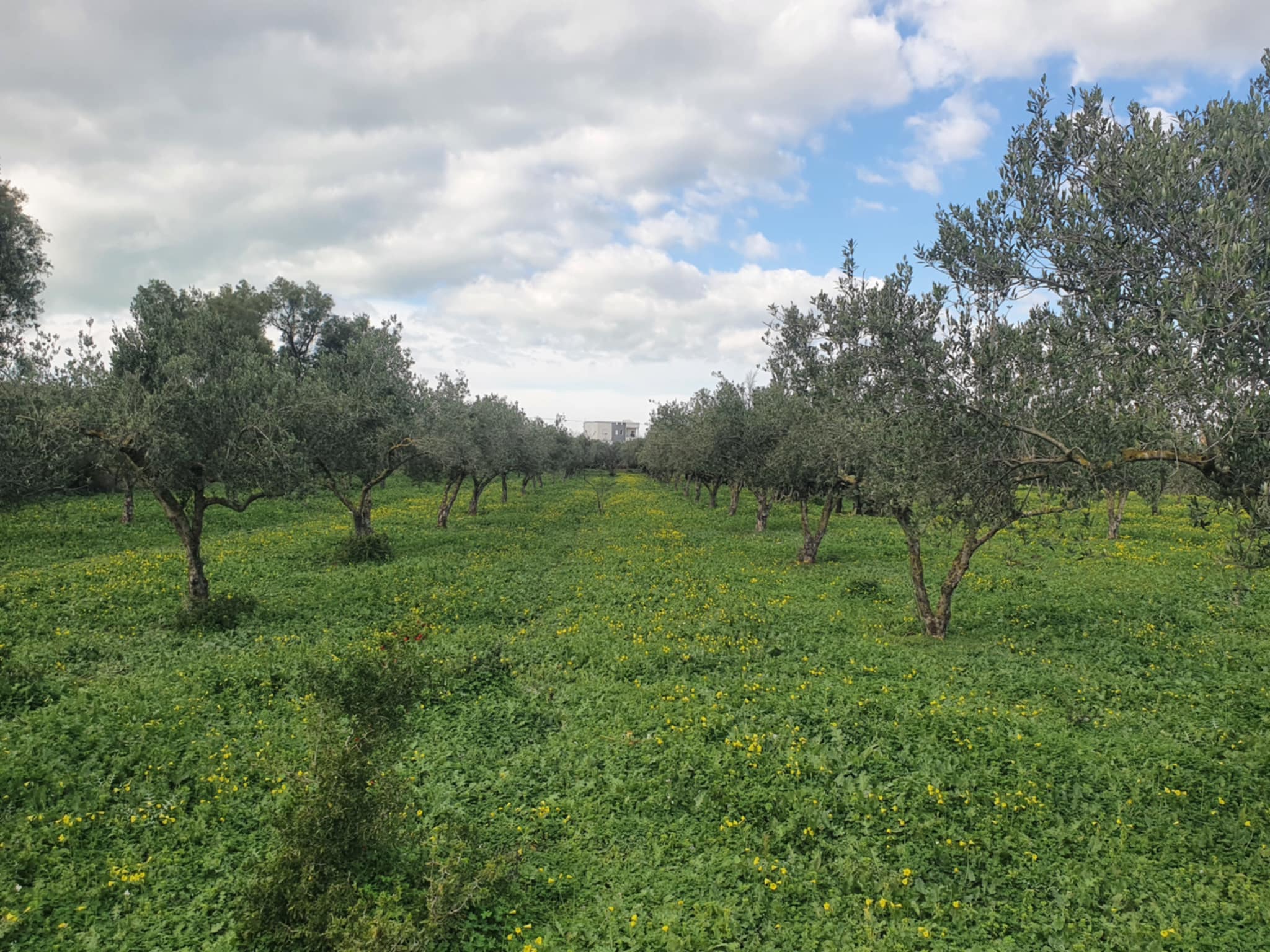 El Haouaria Charaf Terrain Terrain agricole Sania falahiah  chref el haouaria