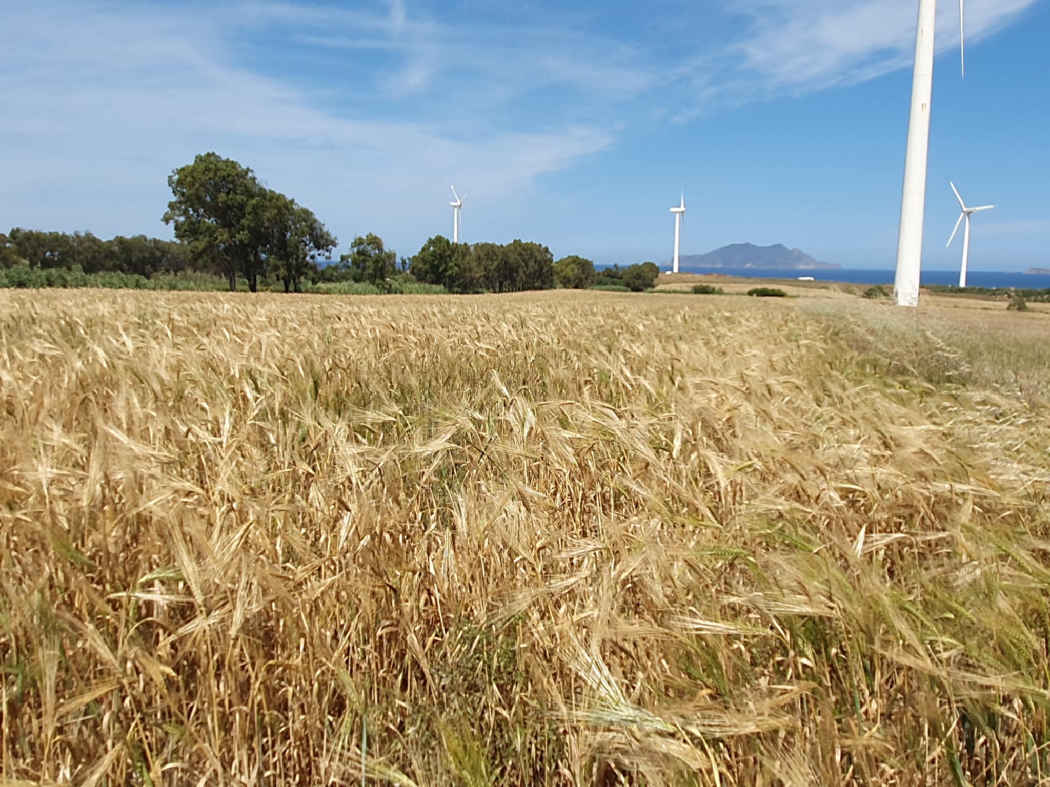 El Haouaria El Haouaria Terrain Terrain agricole Terrain agricole  al argoub el haouaria
