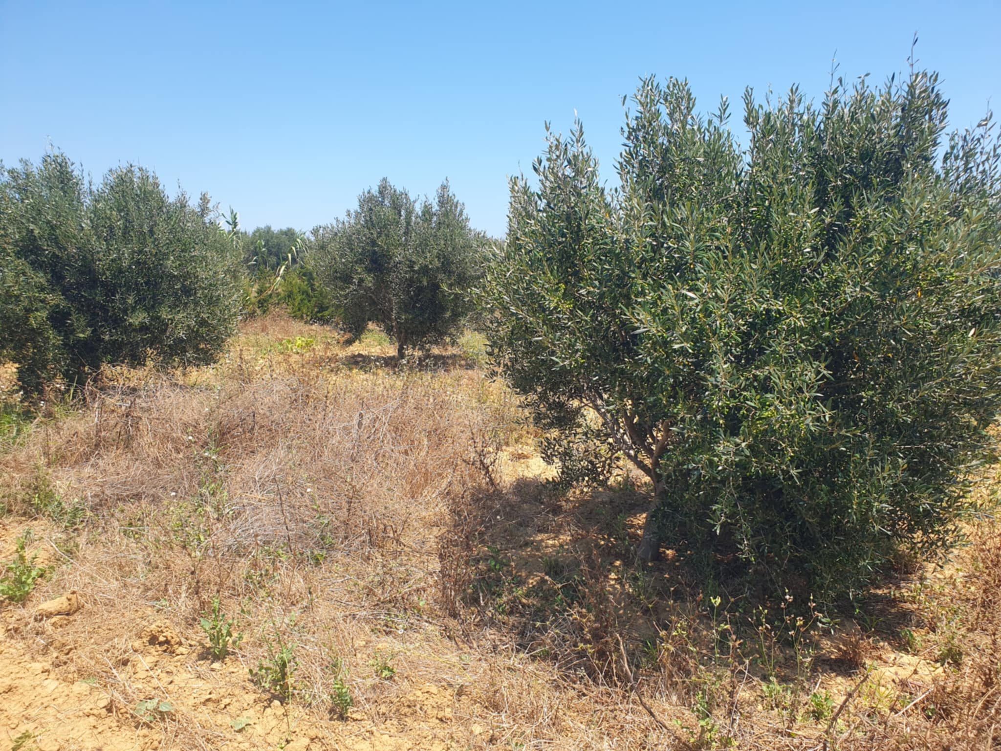 Hammam El Ghezaz Hammam Jebli Terrain Terrain agricole Terrain agricole  hammem jablie klibia