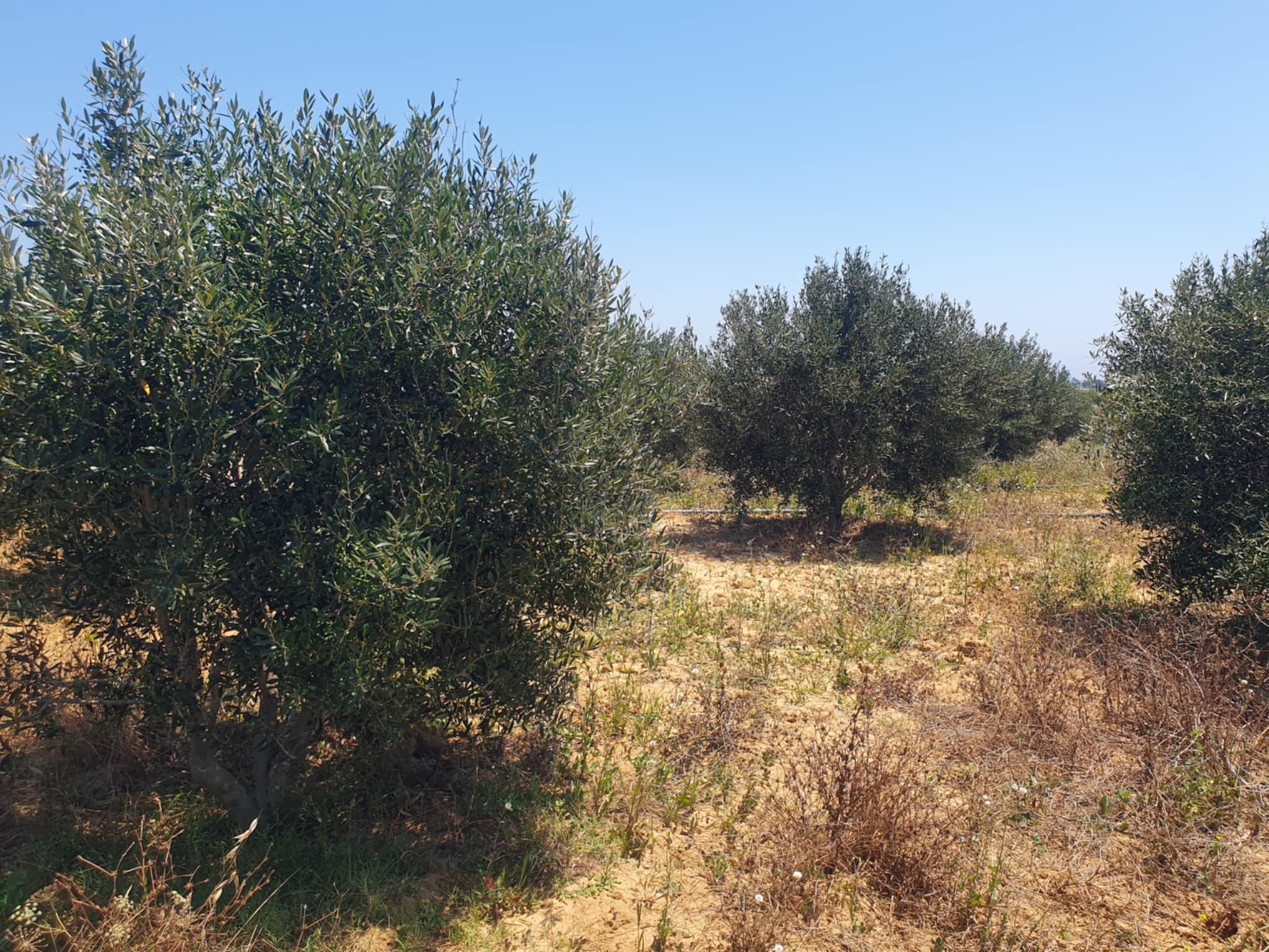 Hammam El Ghezaz Hammam Jebli Terrain Terrain agricole Terrain agricole  hammem jablie klibia
