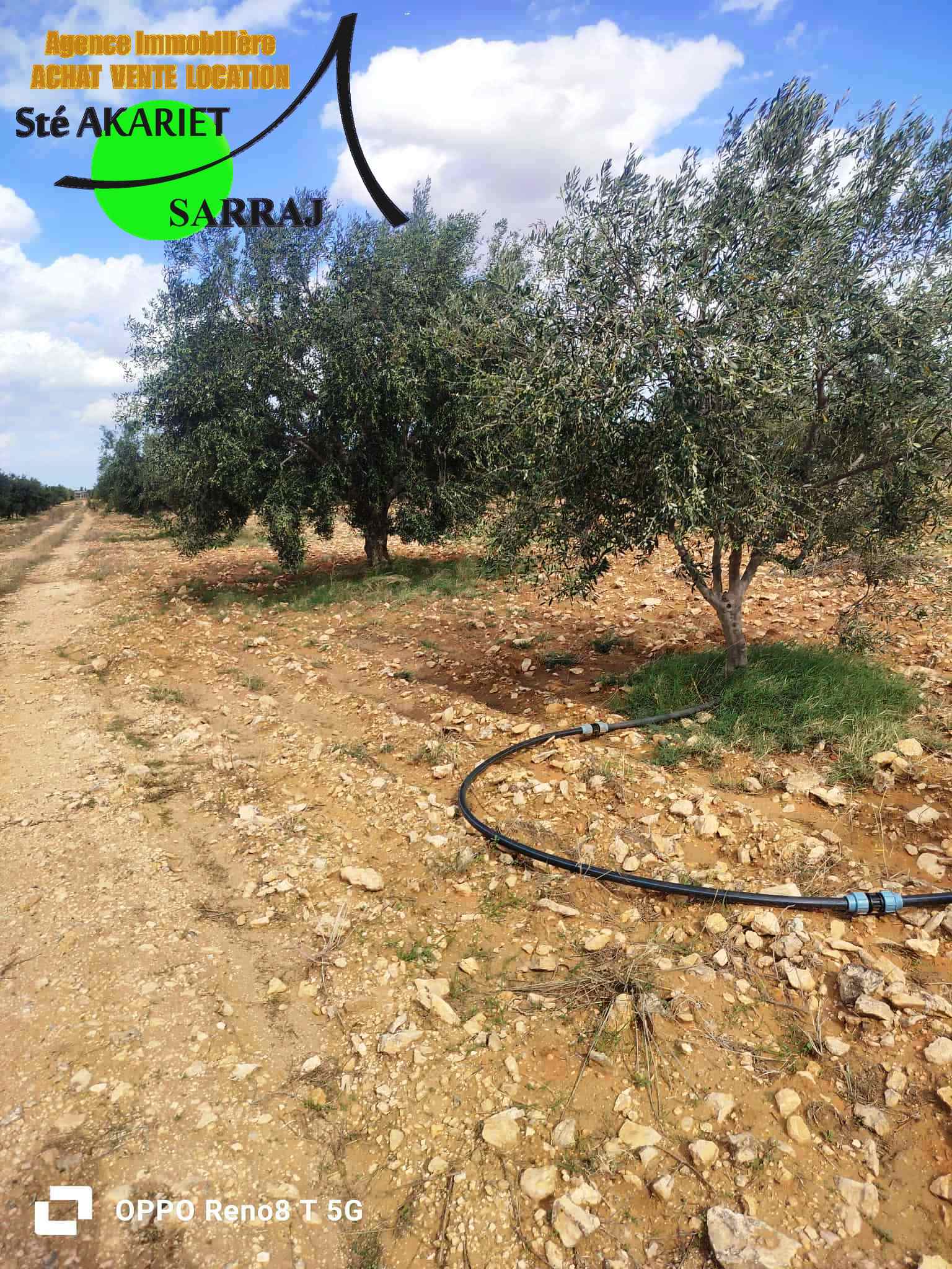 Kalaa El Kebira El Kraria Terrain Terrain agricole Senia 8 hectares et 6000m  kalaa kebira el kraria