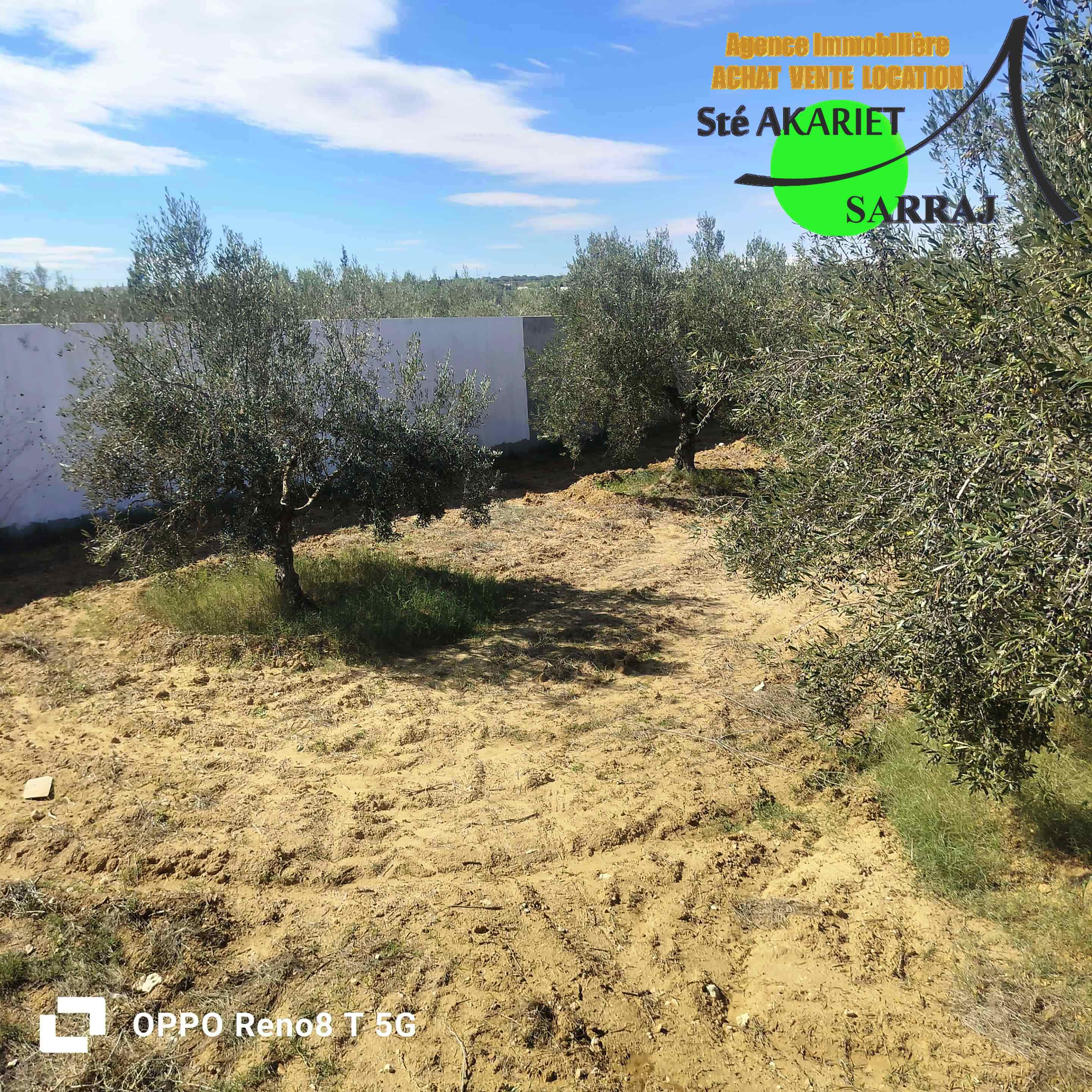 Akouda Chatt Meriem Terrain Terrain agricole Trs bon offre terrain cltur 1000m  rmila
