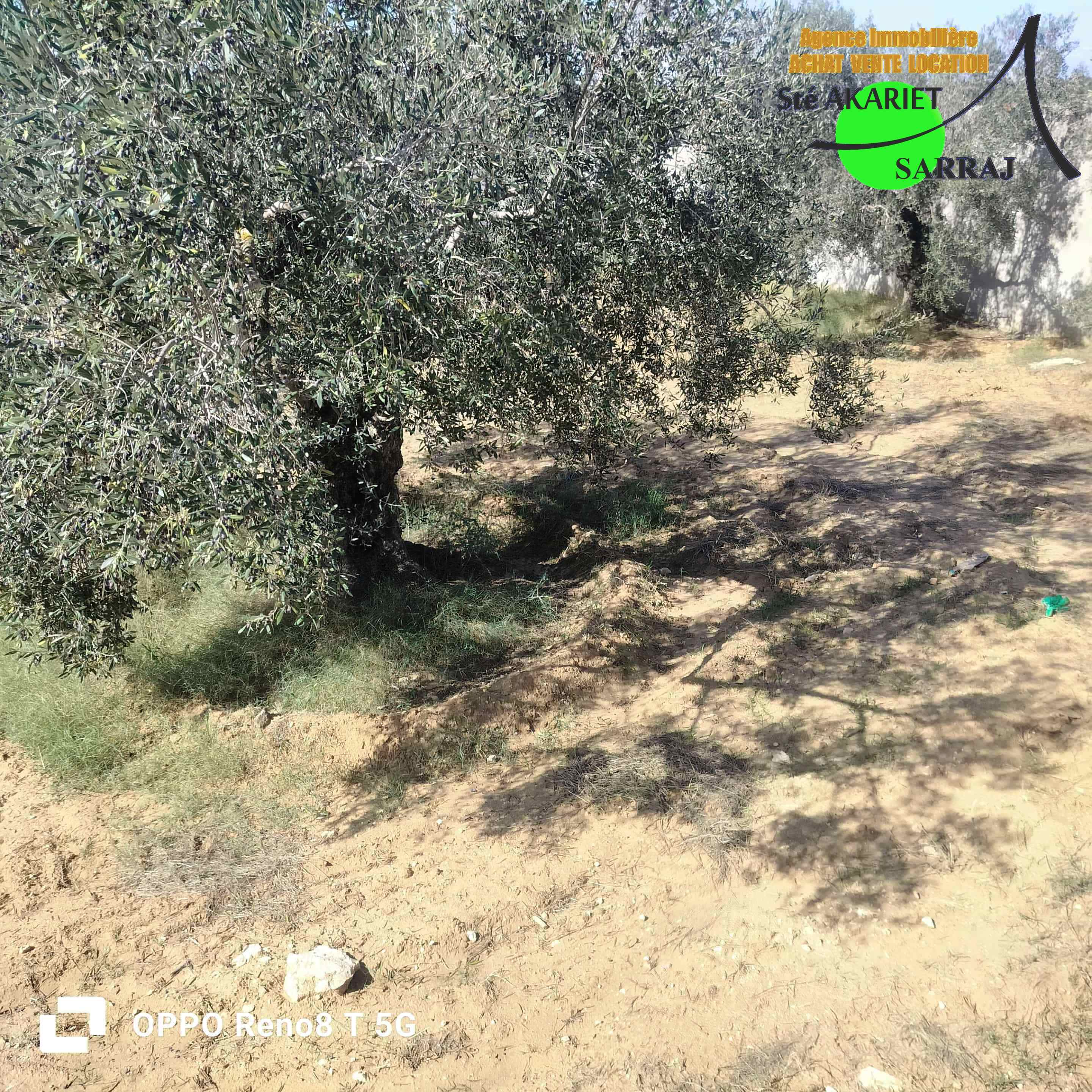 Akouda Chatt Meriem Terrain Terrain agricole Trs bon offre terrain cltur 1000m  rmila