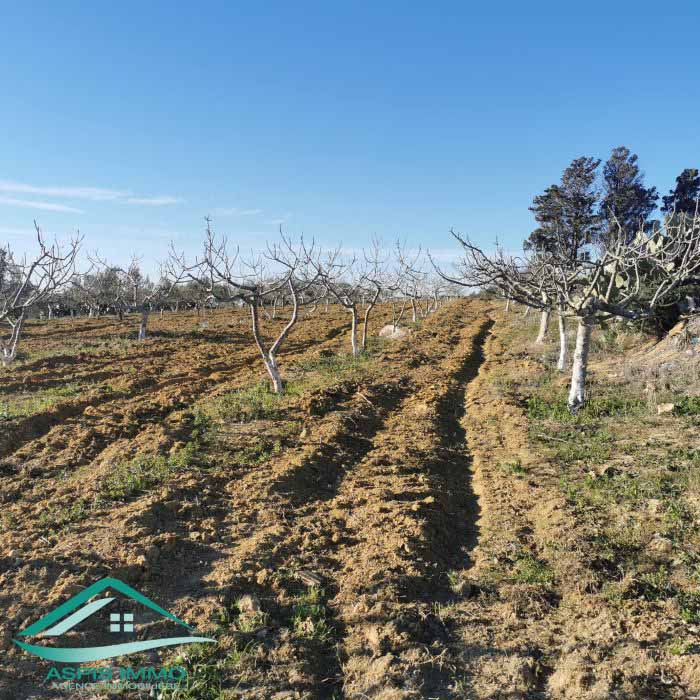 Kelibia Kelibia Vente Surfaces Vt773 terrain agricole 5 337 m2  kelibia