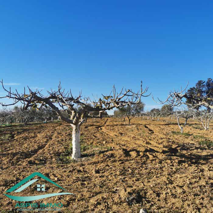 Kelibia Kelibia Vente Surfaces Vt773 terrain agricole 5 337 m2  kelibia