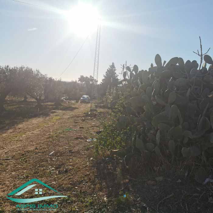 Kelibia Kelibia Vente Surfaces Vt773 terrain agricole 5 337 m2  kelibia