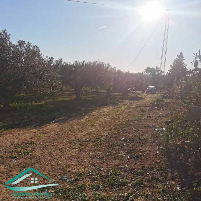 Kelibia Kelibia Vente Surfaces Vt773 terrain agricole 5 337 m2  kelibia