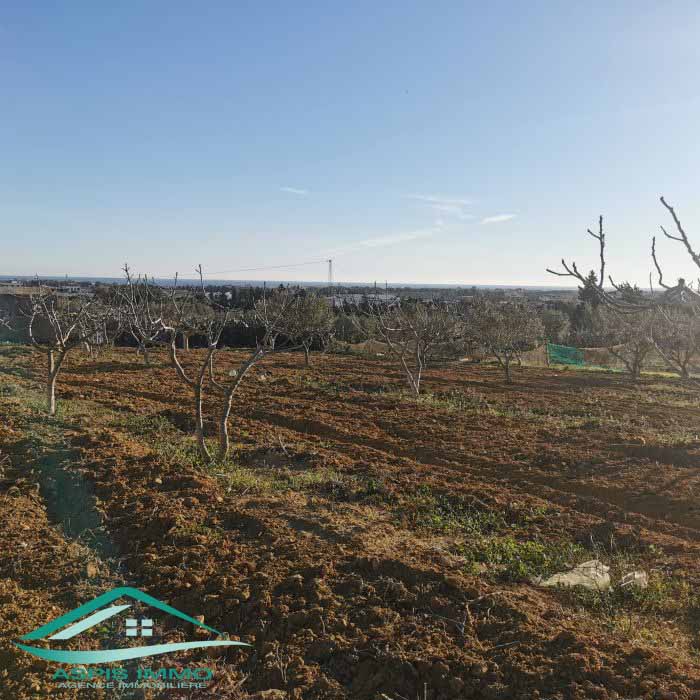 Kelibia Kelibia Vente Surfaces Vt773 terrain agricole 5 337 m2  kelibia