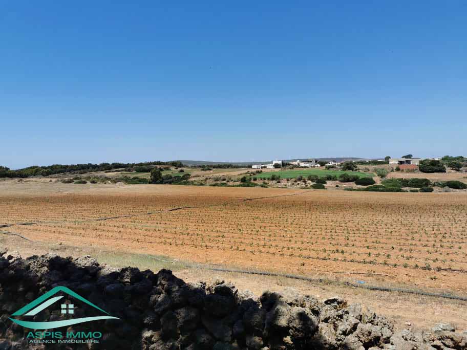 El Haouaria Sidi Daoud Vente Surfaces Vt809 terrain agricole  sidi daoued hawaria
