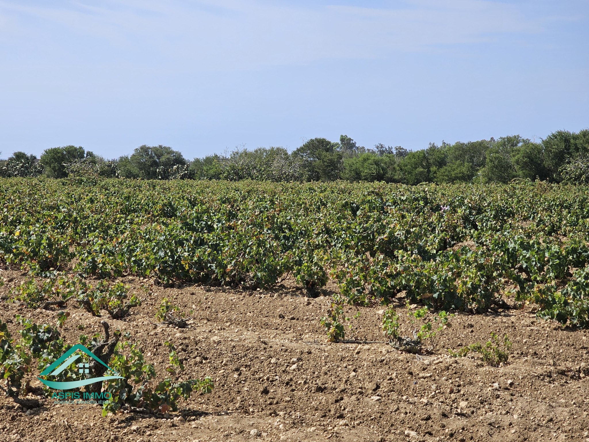 Kelibia Kelibia Vente Surfaces Vt924 terrain agricole 28170 m2  kelibia