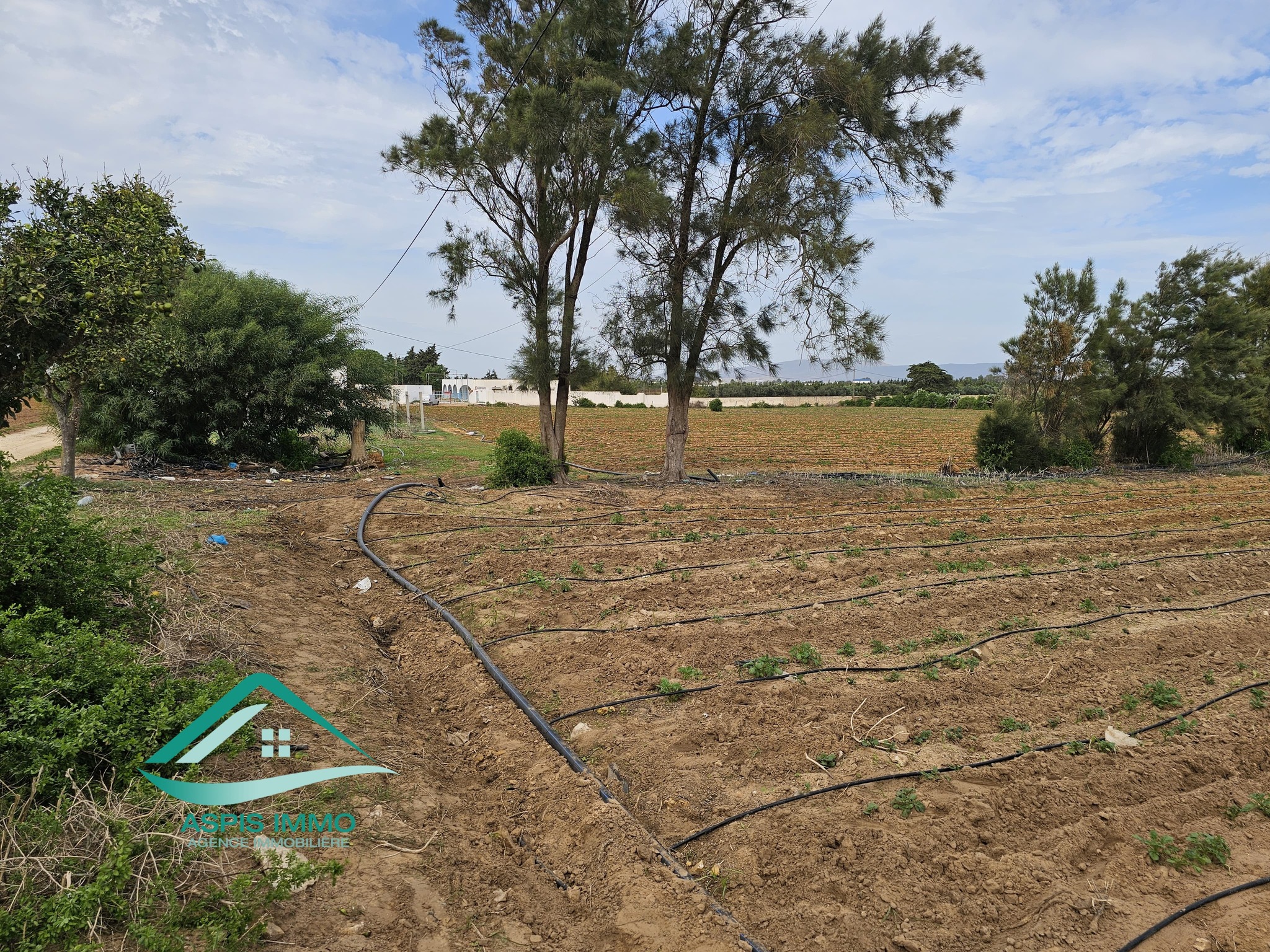 Kelibia&nbsp;Dar Allouche&nbsp;Vente&nbsp;Surfaces&nbsp;Vt942 terrain agricole 32180 m2 � dar allouch