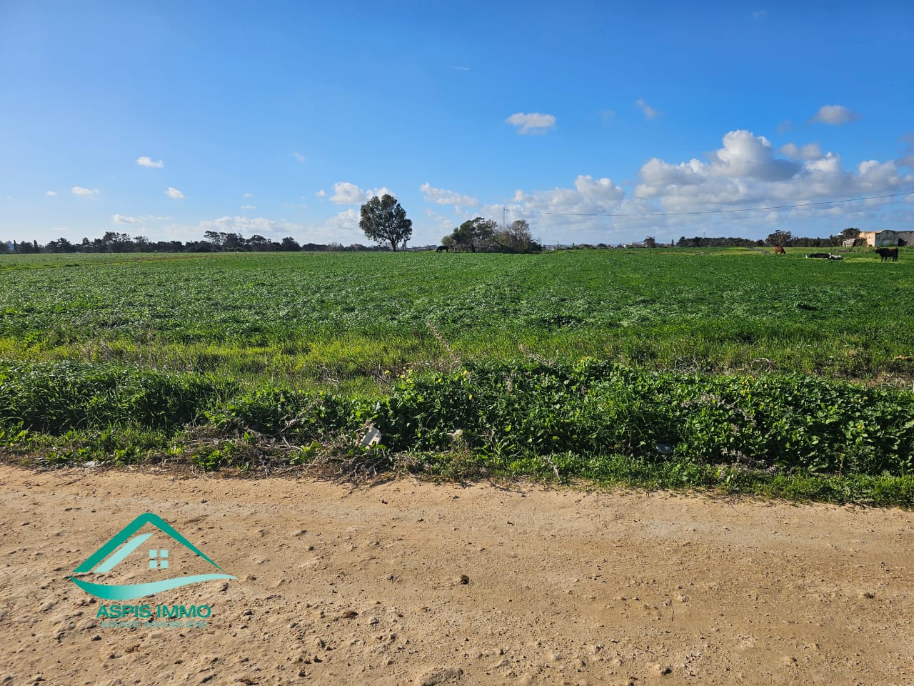 Kelibia Dar Allouche Vente Surfaces Vt961 terrain 800 m2  dar allouch