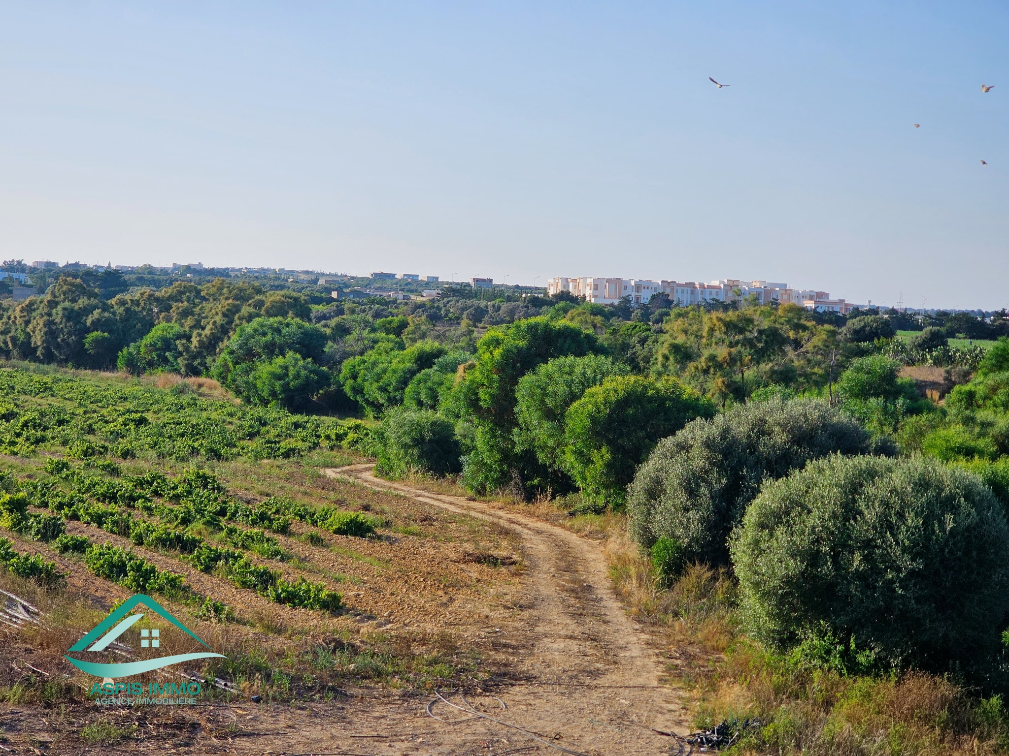 Kelibia Kelibia Vente Surfaces Vt998 terrain agricole 12 hectares  kelibia