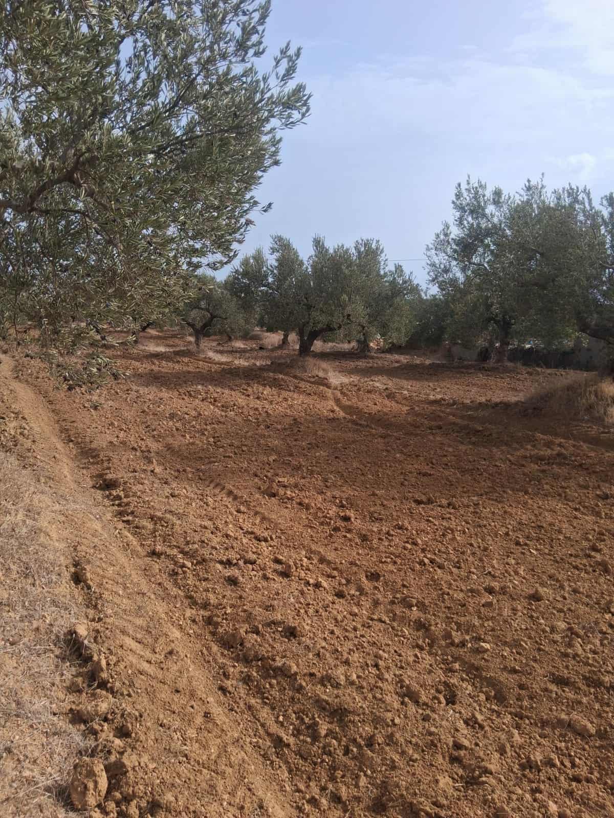 Hammamet Hammamet Terrain Terrain agricole Av terrain 17000mavec 98 oliviers  hammamet