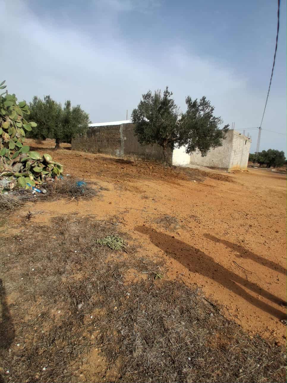 Hammamet Hammamet Terrain Terrain agricole Av terrain 17000mavec 98 oliviers  hammamet