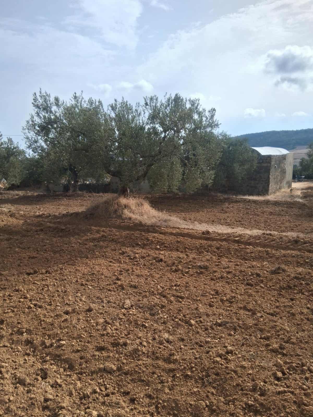 Hammamet Hammamet Terrain Terrain agricole Av terrain 17000mavec 98 oliviers  hammamet