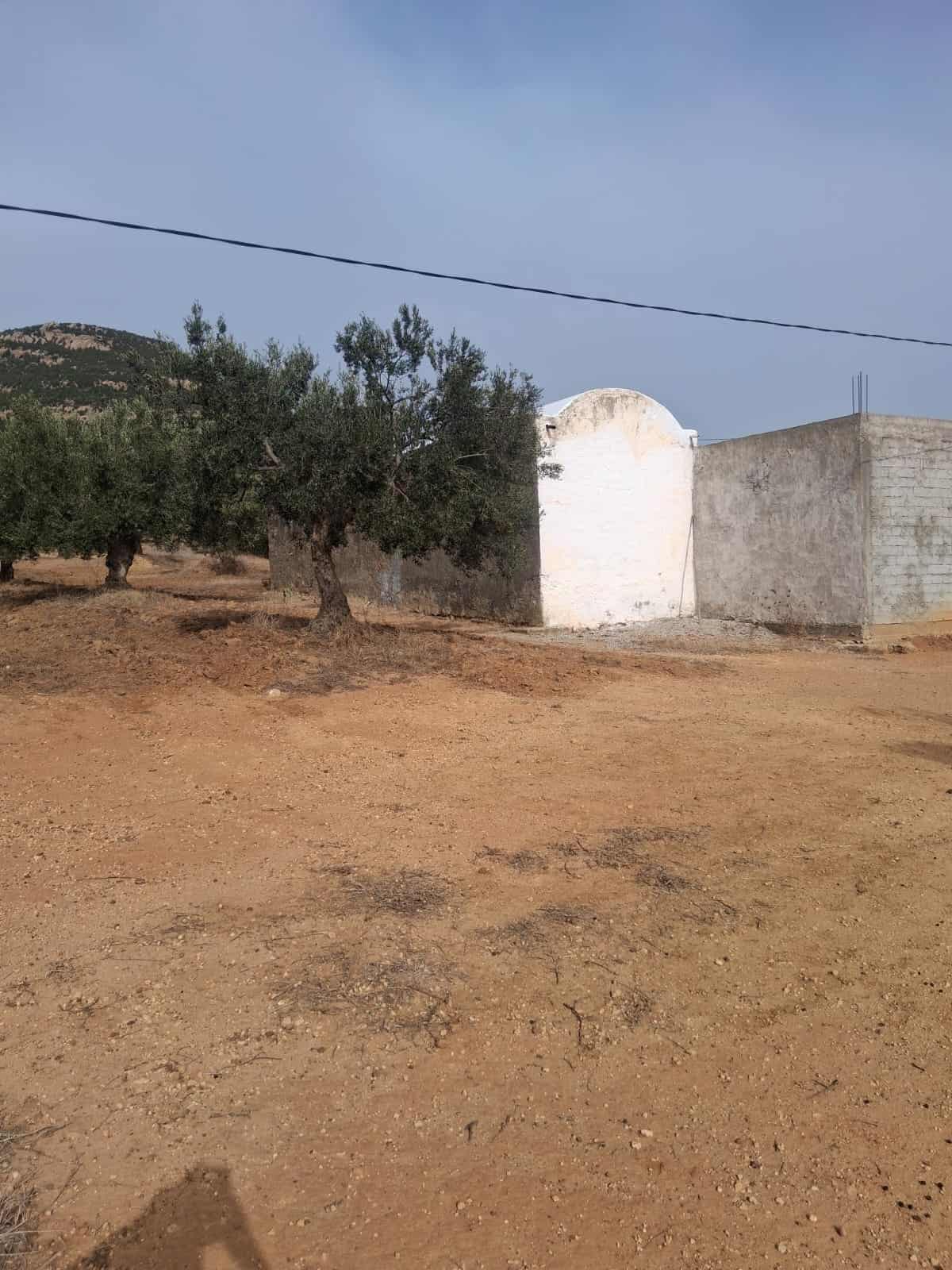 Hammamet Hammamet Terrain Terrain agricole Av terrain 17000mavec 98 oliviers  hammamet