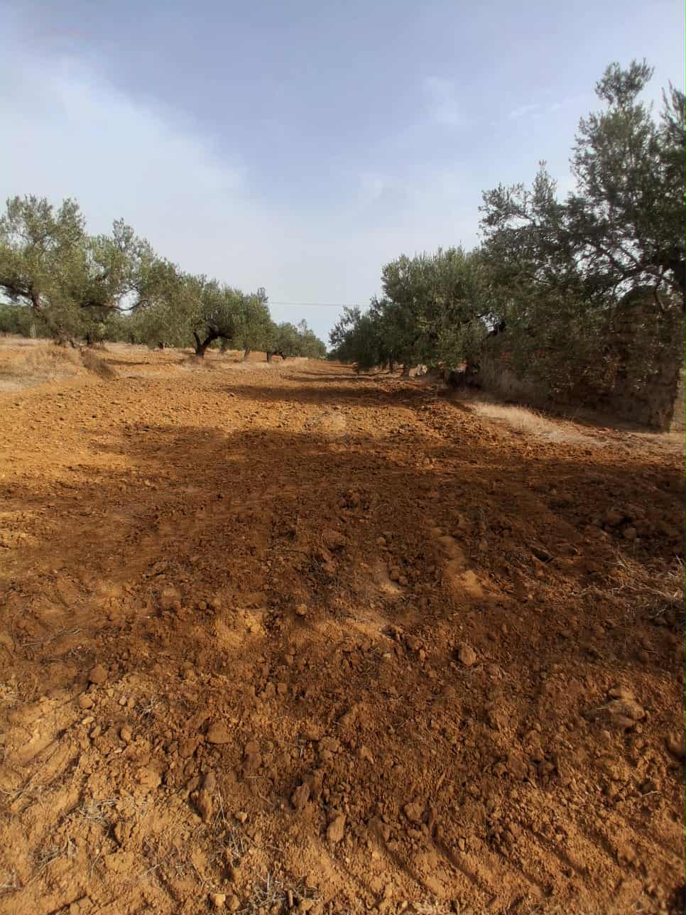 Hammamet Hammamet Terrain Terrain agricole Av terrain 17000mavec 98 oliviers  hammamet