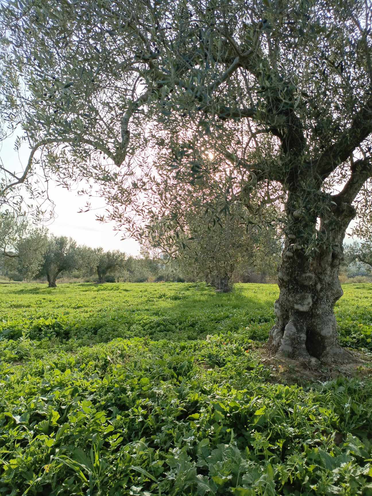 Hammamet Hammamet Terrain Terrain agricole Av 4500m  hammamet sud