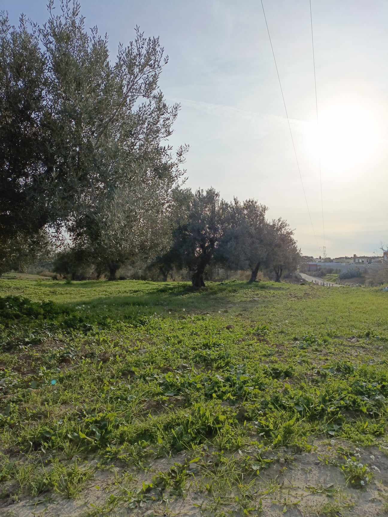 Hammamet Hammamet Terrain Terrain agricole Av 4500m  hammamet sud