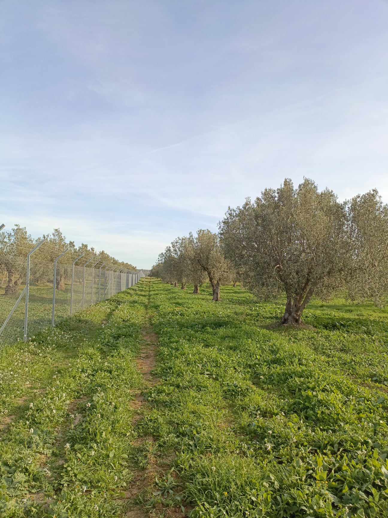 Hammamet Hammamet Terrain Terrain agricole Av 4500m  hammamet sud