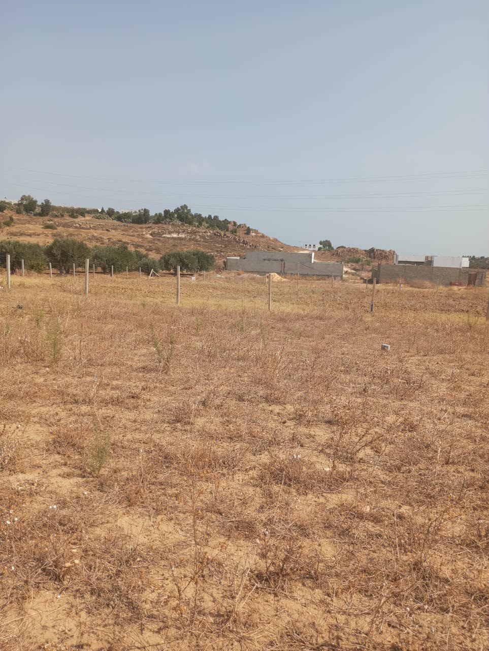 Hammamet Hammamet Terrain Terrain nu Av 360m  28md  hammamet sud
