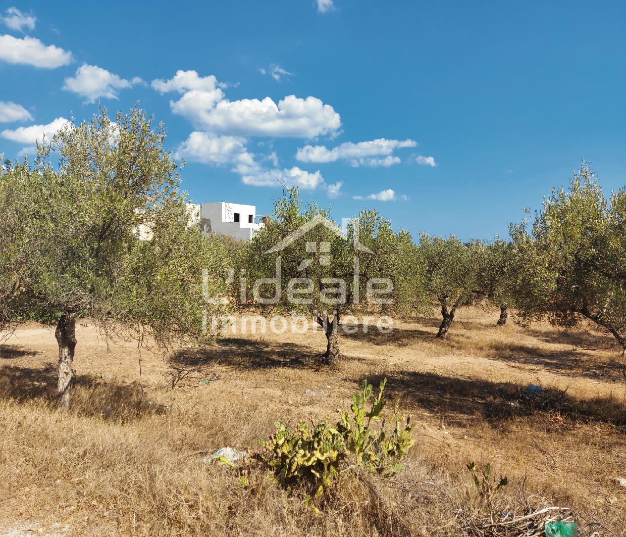 Hammamet Hammamet Terrain Terrain nu Terrain avec double faade  hammamet