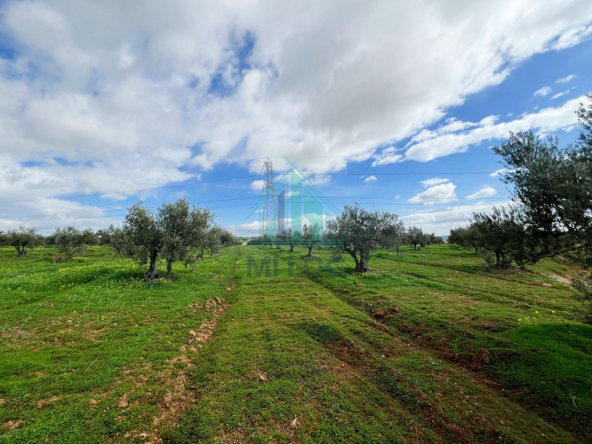 Tebourba Tebourba Vente Autre Ferme olicole de 16 hectares
