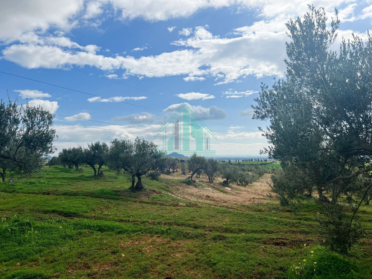 Tebourba Tebourba Vente Autre Ferme olicole de 16 hectares