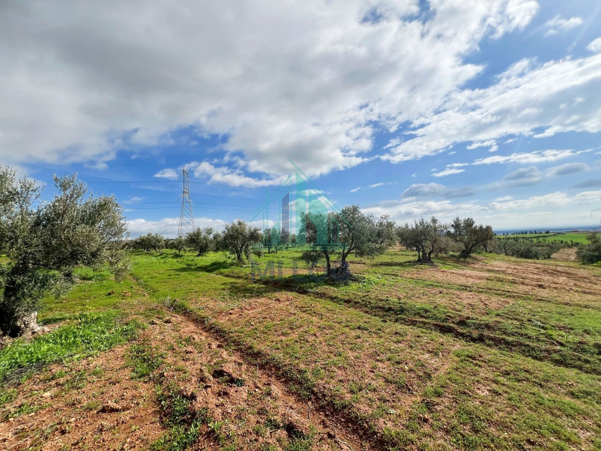 Tebourba Tebourba Vente Autre Ferme olicole de 16 hectares
