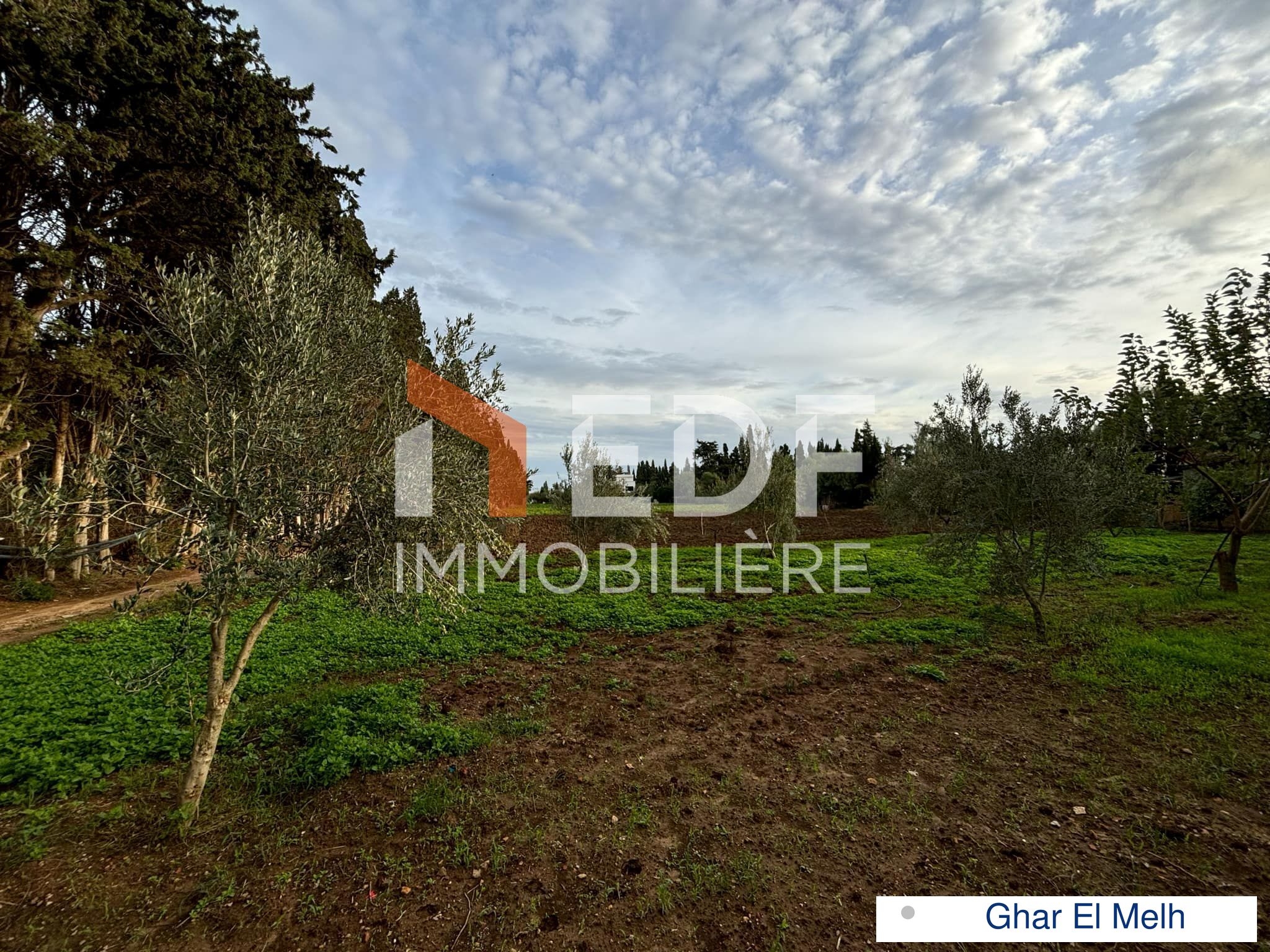 Ghar El Melh Ghar El Melh Terrain Terrain agricole Senia   ghar el melh