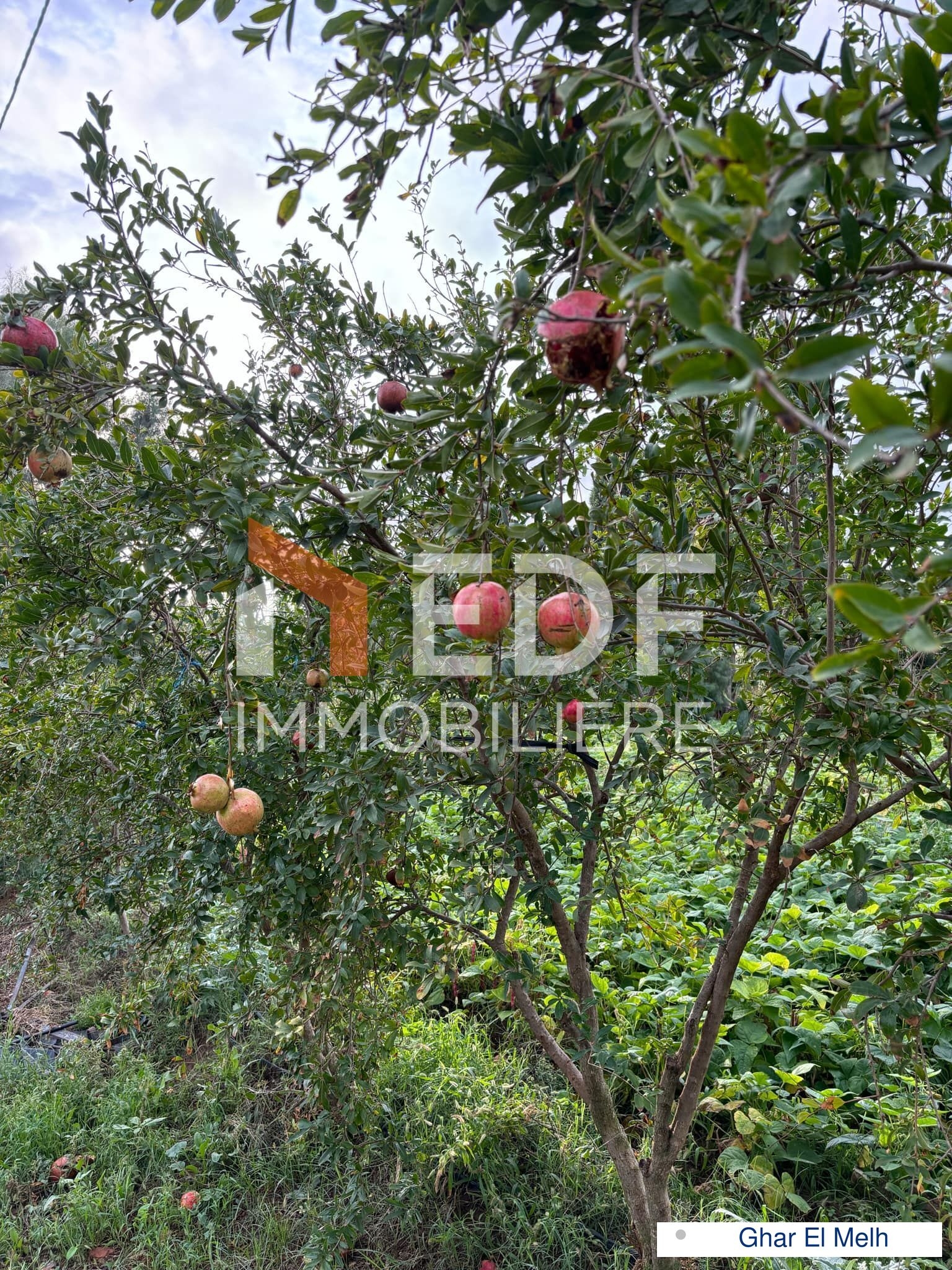 Ghar El Melh Ghar El Melh Terrain Terrain agricole Senia   ghar el melh
