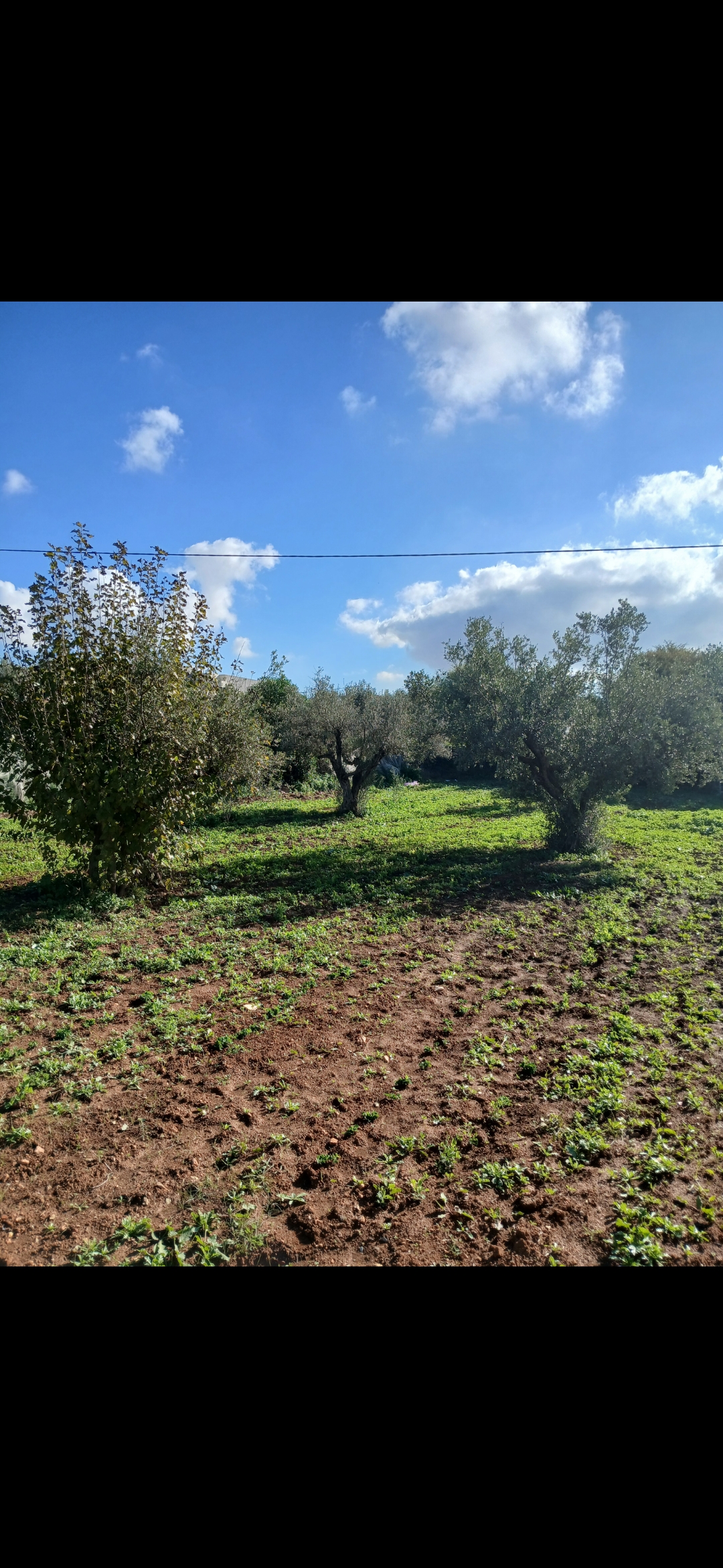 Raoued Borj Touil Vente Maisons Terrain avec maison a borjtouil