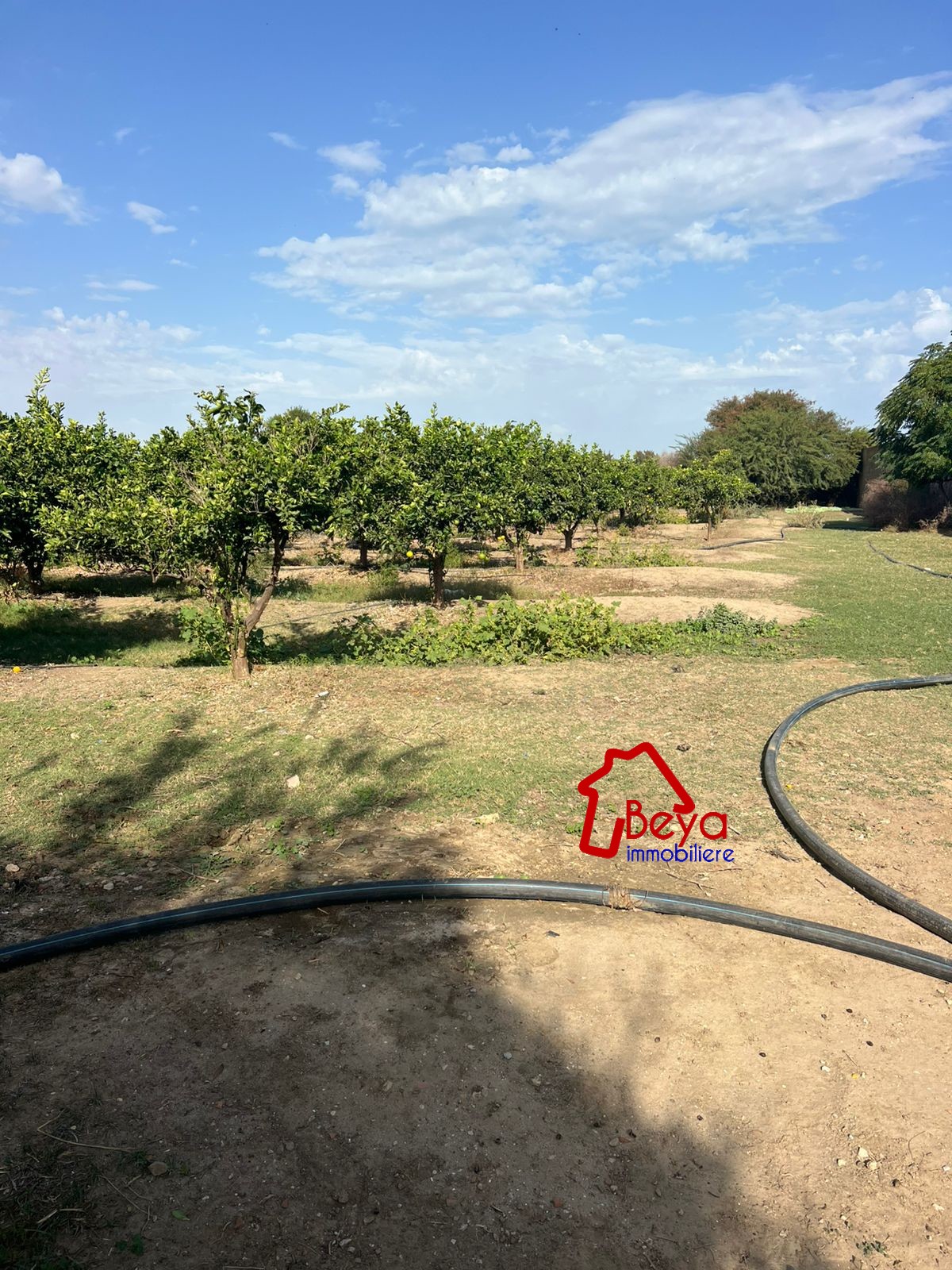 Soliman Bou Charray Terrain Terrain agricole Terrain hayfa vtm083