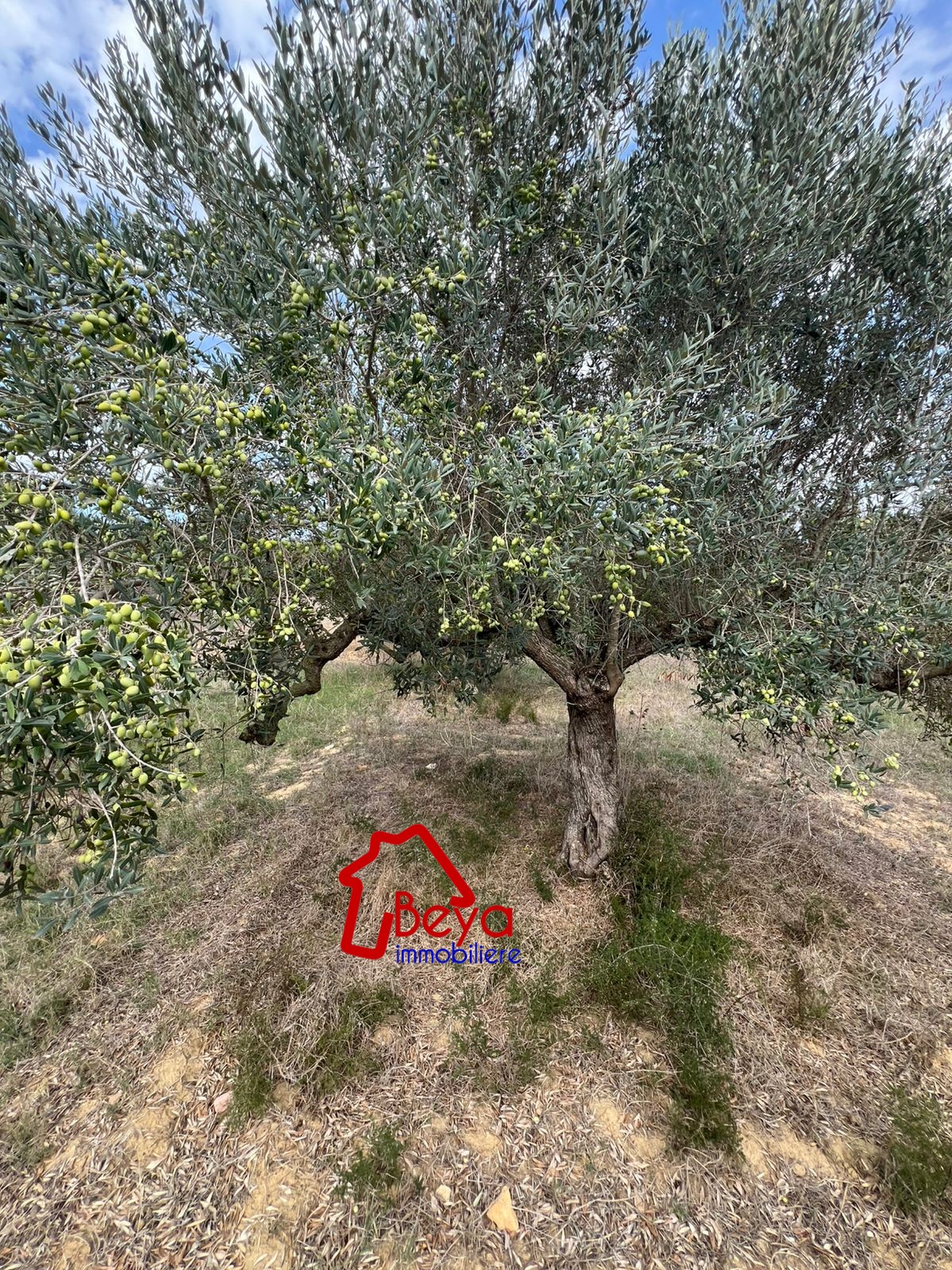 Beni Khalled Bir Drassen Terrain Terrain agricole 5000 mtre carr cltur