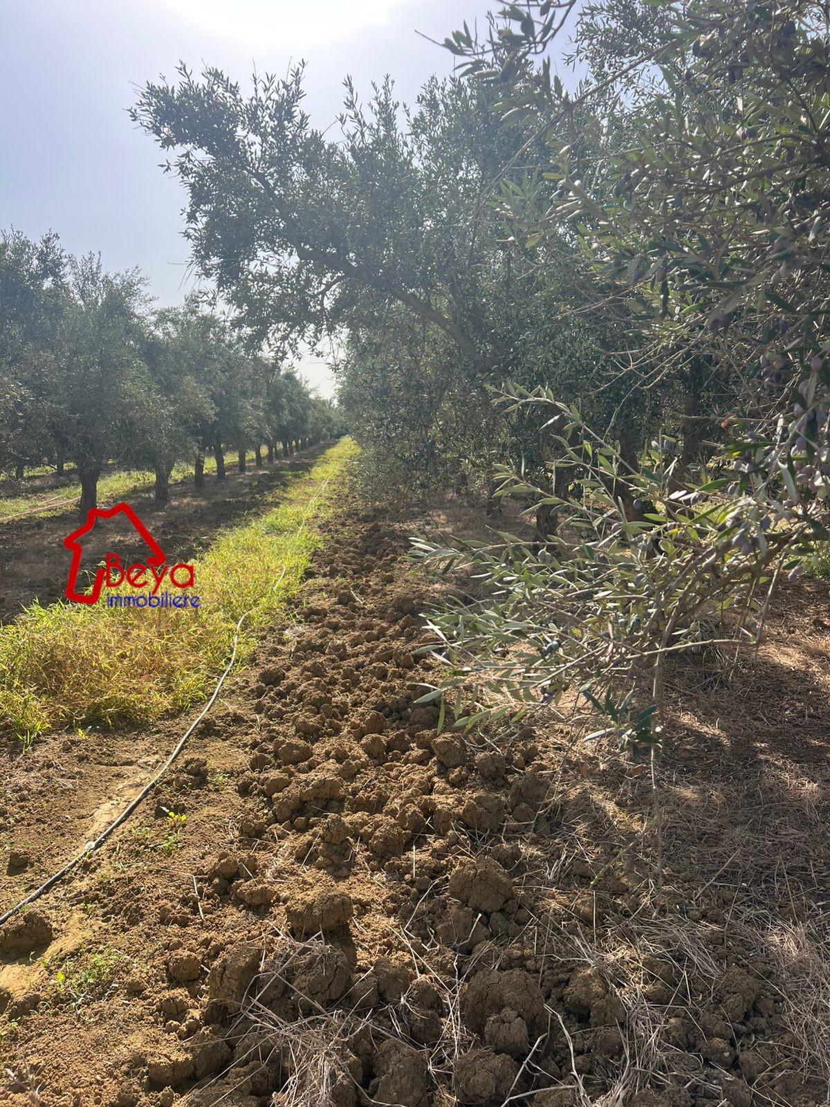 Soliman Bou Charray Terrain Terrain agricole 5 hectares oliviers
